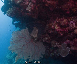 Soft coral by Bill Arle 